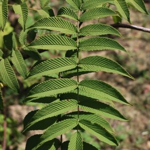 SORBARIA aitchisonii