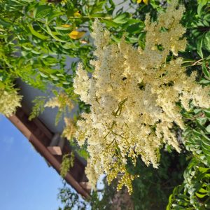 SORBARIA aitchisonii