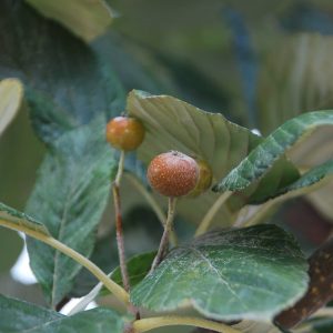 SORBUS aria 'Cuspidata'
