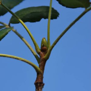 SORBUS domestica