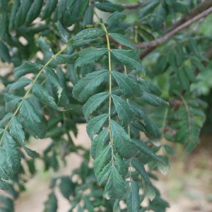 SORBUS domestica