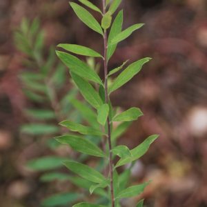 SPIRAEA arguta 'Grefsheim'