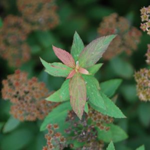 SPIRAEA bumalda 'Anthony Waterer'