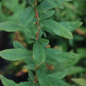 SPIRAEA douglasii 'Rosea'