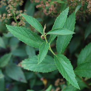 SPIRAEA japonica 'Shirobana'