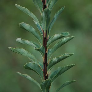 SPIRAEA nipponica 'Snowmound'