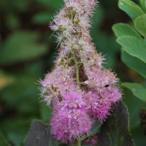 SPIRAEA velutina