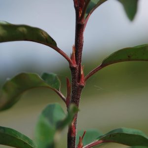 STRANVAESIA davidiana