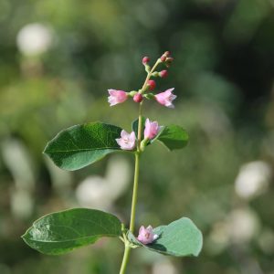 SYMPHORICARPOS albus 'White Edge'