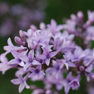 SYRINGA afghanica