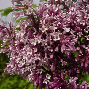 SYRINGA patula