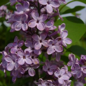 SYRINGA vulgaris