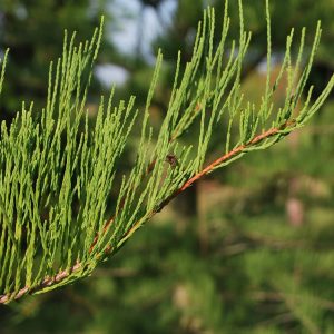 TAXODIUM ascendant 'Nutans'