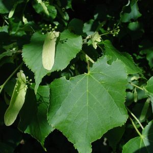 TILIA cordata