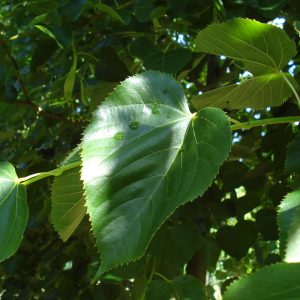 TILIA euchlora