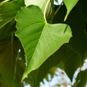 TILIA insularis