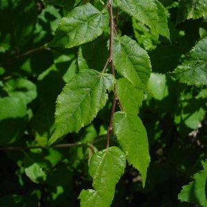 TILIA kiusiana