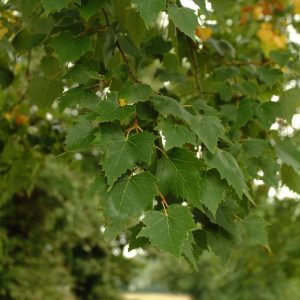 TILIA mongolica