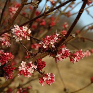 VIBURNUM bodnantense