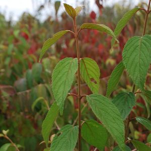 VIBURNUM plicatum 'Saint Keverne'
