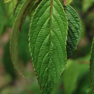 VIBURNUM plicatum 'Mariesii'