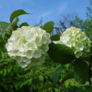 VIBURNUM plicatum 'Rotundifolium'