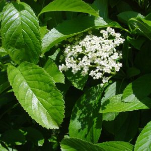 VIBURNUM sieboldii 'Reticulatum'