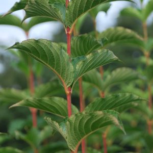 WEIGELIA Abel Carriere