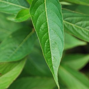 WEIGELIA Bristol Ruby