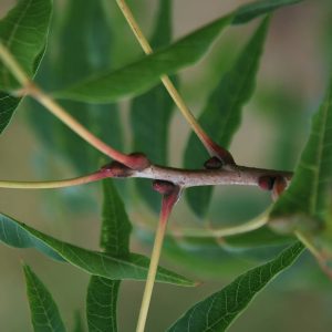 XANTHOCERAS sorbifolia