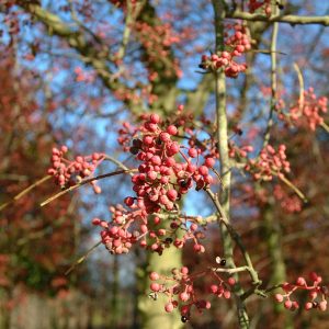 ZANTHOXYLUM simulans