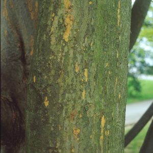 ZELKOVA carpinifolia