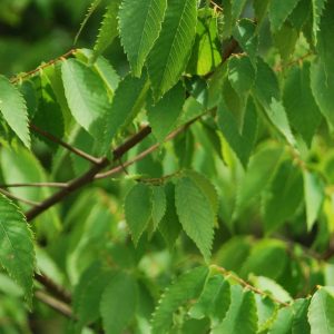 ZELKOVA serrata 'Green vase'