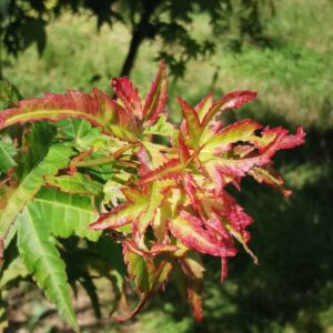ACER palmatum