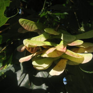 ACER lobelii