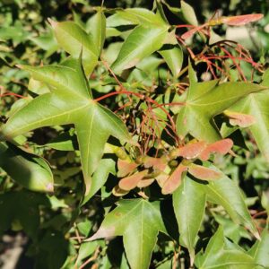 ACER oliverianum