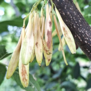 FRAXINUS tomentosa