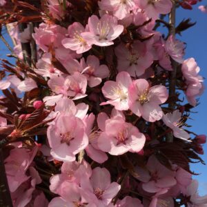 PRUNUS sargentii