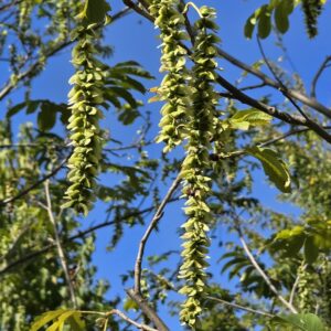 PTEROSTYRAX corymbosa