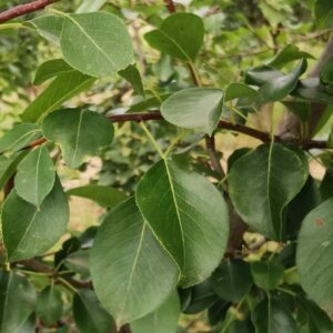 PYRUS communis