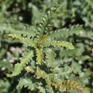 QUERCUS trojana