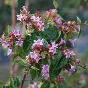 ABELIA x 'Edward Goucher'