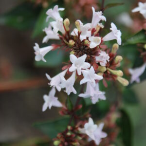 ABELIA grandiflora