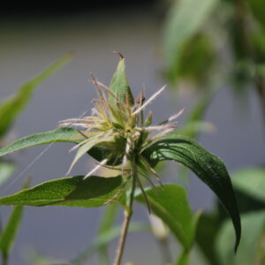 ABELIA triflora