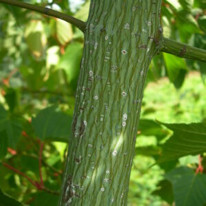 ACER capillipes