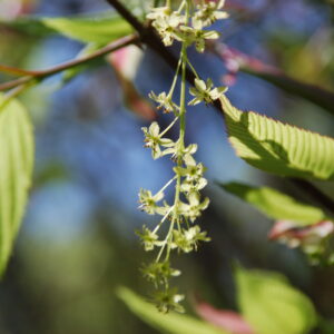 ACER crataegifolium