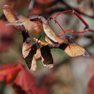 ACER circinatum