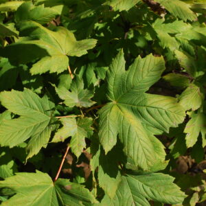 ACER diabolicum