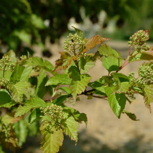 ACER ginnala