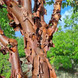 ACER griseum